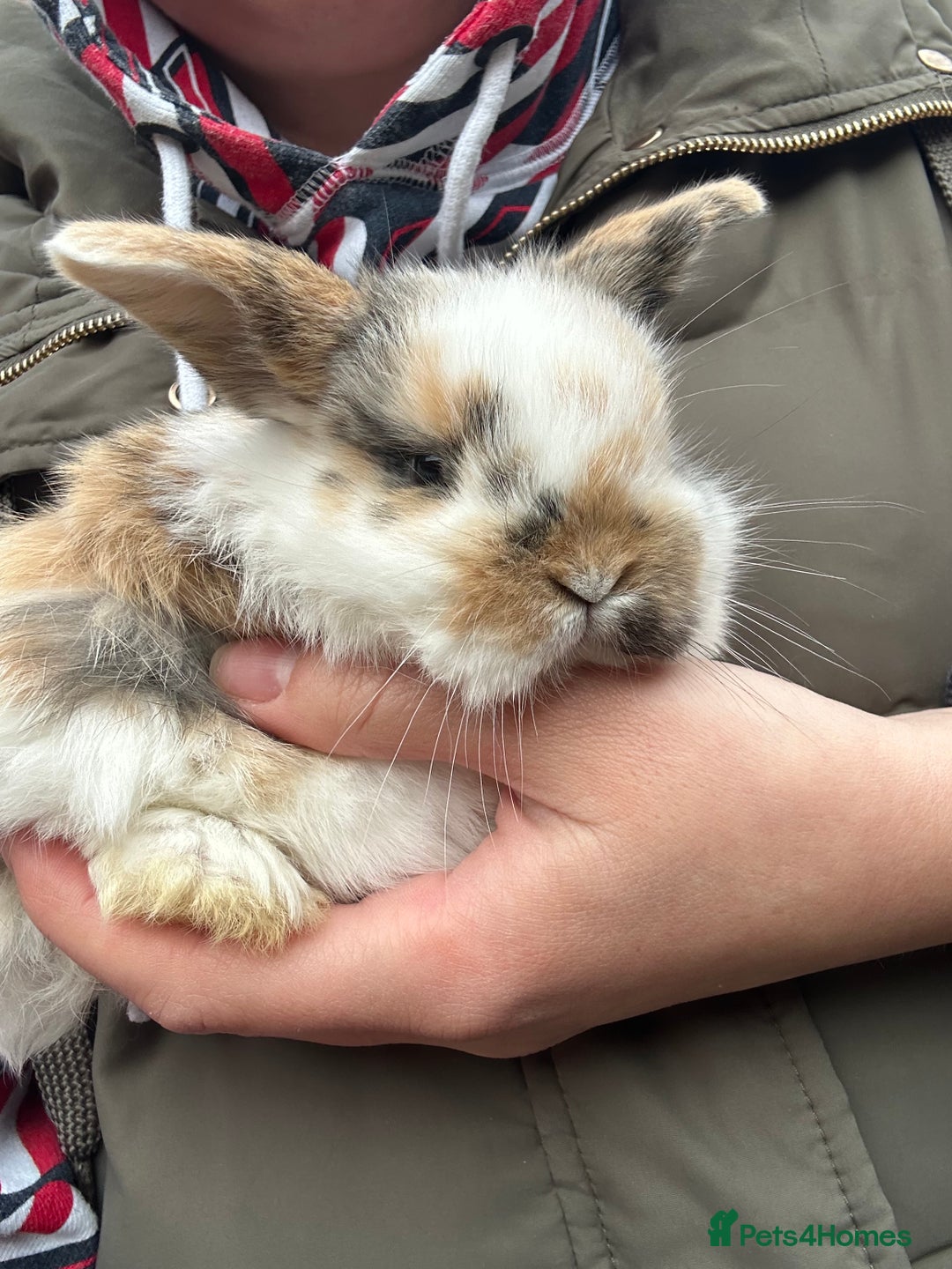 Mini Lop rabbits for sale: Baby bunnies  - Advert 15