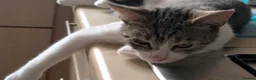 Mixed Breed cats for sale: Mixed breed - Advert 7