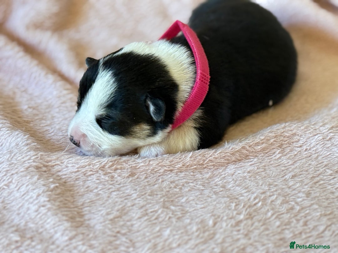 Welsh Corgi Pembroke dogs for sale: Quality Corgi puppies available to loving homes - Image 4