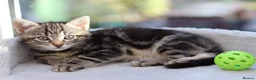 Mixed Breed cats for sale: Tabby Kittens Ready SOON - Advert 11