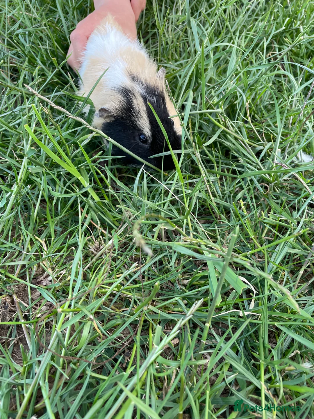 Guinea Pig rodents for sale: Guinea pig  - Advert 2