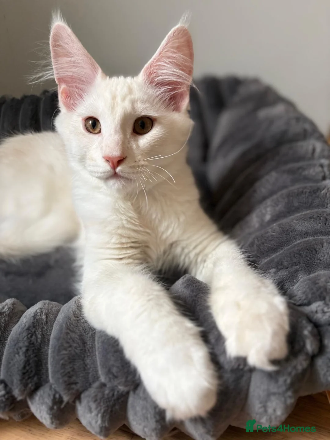 Maine Coon cats for sale: XL Maine Coon Kittens for Sale – TICA Reg - Advert 14