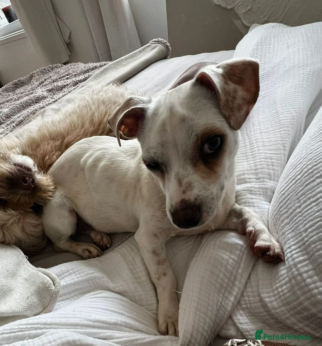 Mixed Breed dogs for adoption: Toby needs a loving forever home - Advert 1