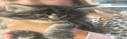 Mixed Breed cats for sale: 2 kittens for sale - Advert 2