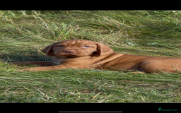 Hungarian Vizsla dogs for sale: Wirehaired Vizsla’s - Image 13
