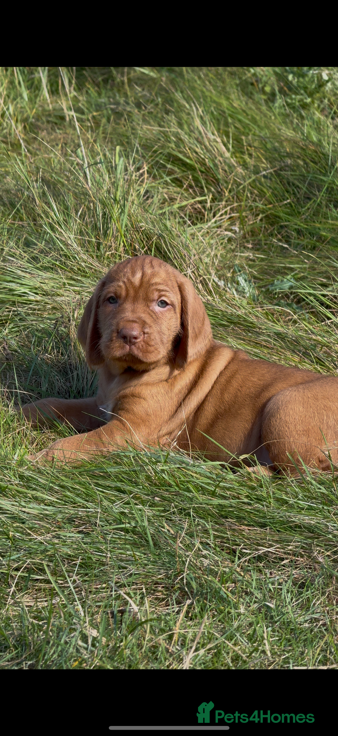 Hungarian Vizsla dogs for sale: Wirehaired Vizsla’s - Image 13