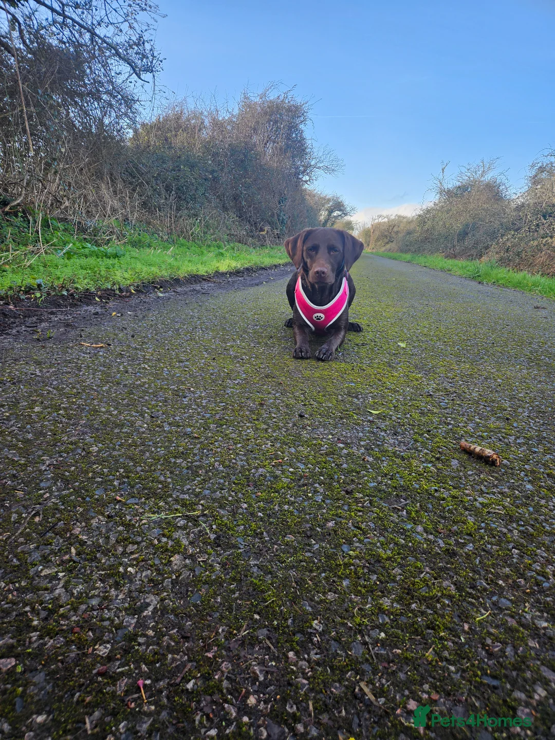 Springador dogs for sale: Springador puppies in Chichester - Advert 2
