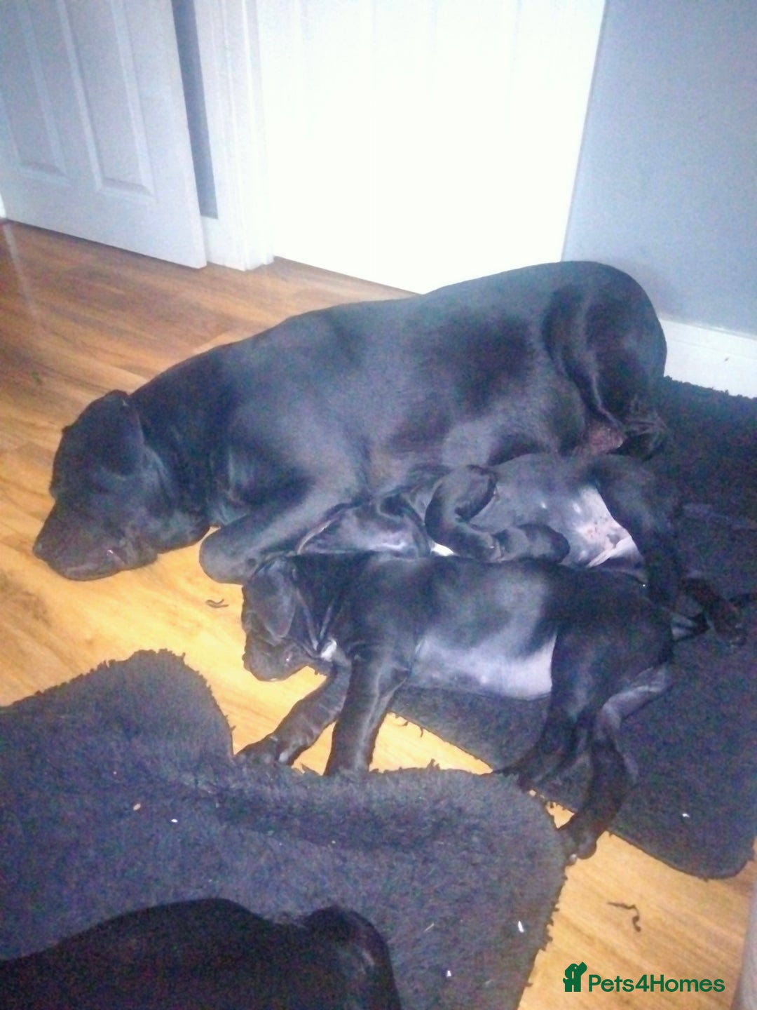 Cane Corso dogs for sale: Cane Corso XL Boy 22/12/2025 - Advert 25
