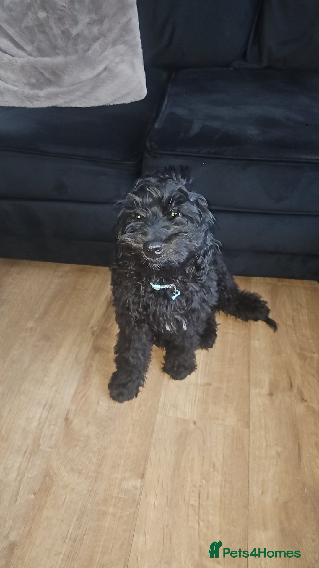 Cockapoo dogs for sale: 4 month old male cockapoo  - Advert 4