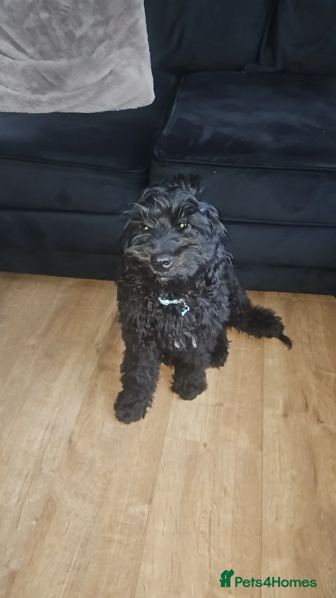 Cockapoo dogs for sale: 4 month old male cockapoo  - Advert 4