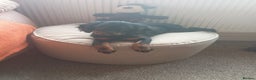 Cavalier King Charles Spaniel dogs for sale: Cavalier king Charles spaniel  - Advert 2
