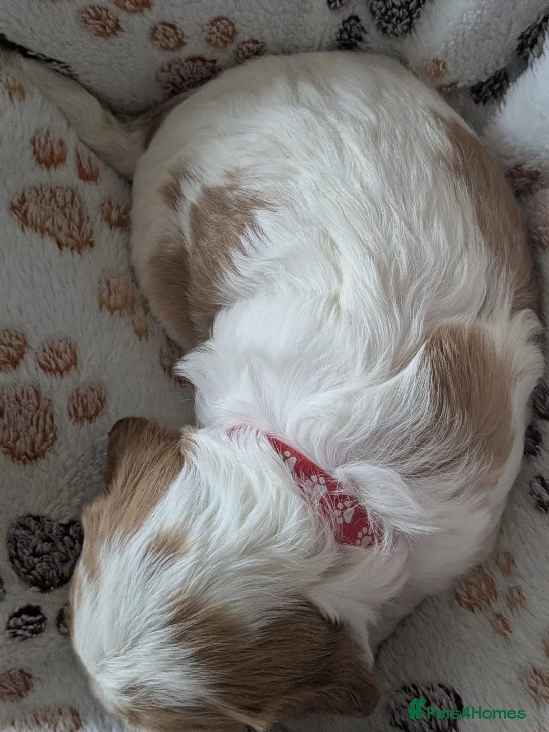 Cavalier King Charles Spaniel dogs for sale: King charles cavalier puppies - Advert 10