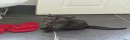 Scottish Fold cats for sale: 🐾4 Beautiful Scottish Fold Kittens🐾 - Advert 17