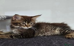 Maine Coon cats for sale: One girl left 💙  - Image 13