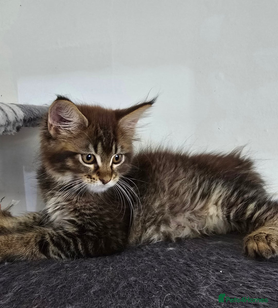 Maine Coon cats for sale: One girl left 💙  - Image 13