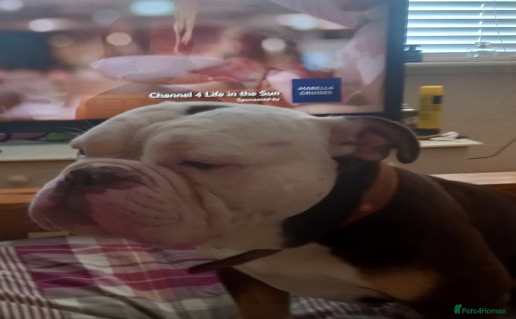 English Bulldog dogs - Advert 1