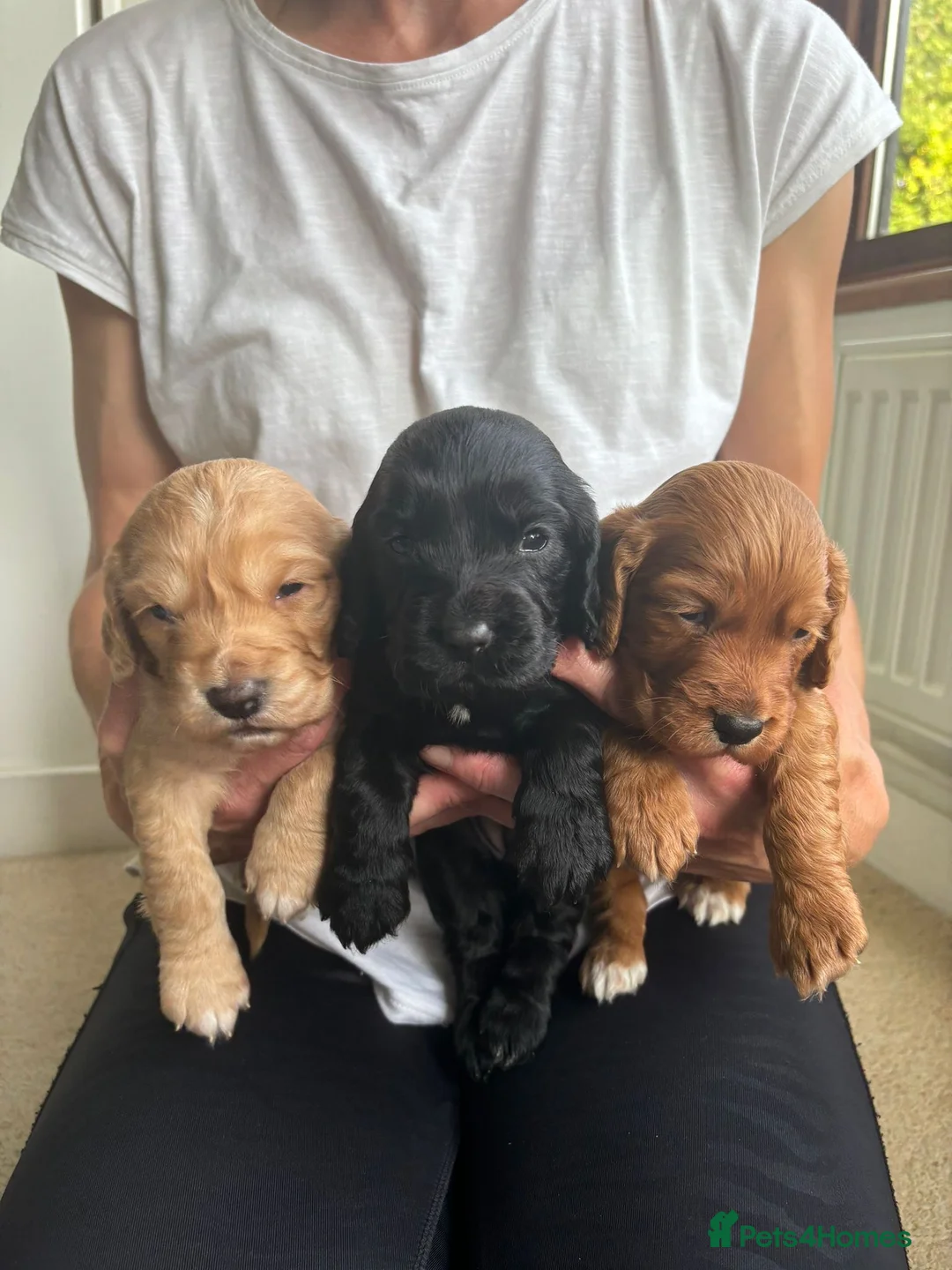 Cocker Spaniel dogs for stud: KC Dark red working cocker at stud - Advert 9