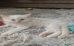 Ragdoll cats for sale: 4 Beautiful Ragdoll Kittens - Image 11