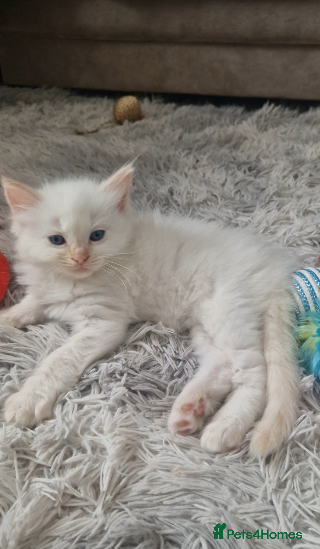 Ragdoll cats for sale: 4 Beautiful Ragdoll Kittens - Image 11