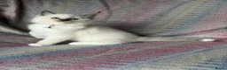 Ragdoll cats for sale: Ragdoll kittens looking for their forever home 💗 - Advert 18