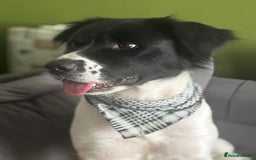 Mixed Breed dogs for sale: Large Female dog - Image 7