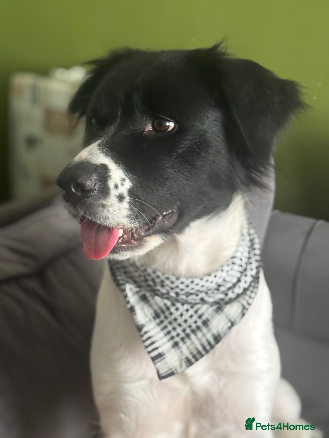 Mixed Breed dogs for sale: Large Female dog - Image 7