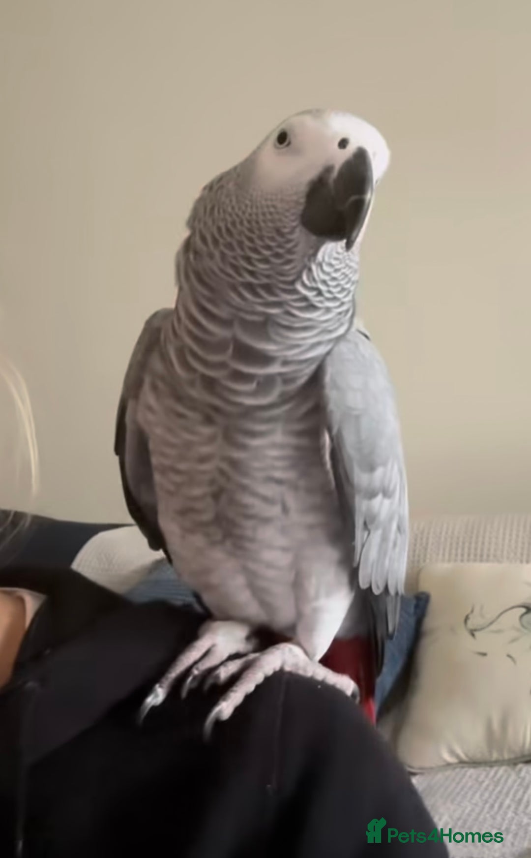 Parrots birds for sale: Fully tame African grey very friendly and playful  - Image 3