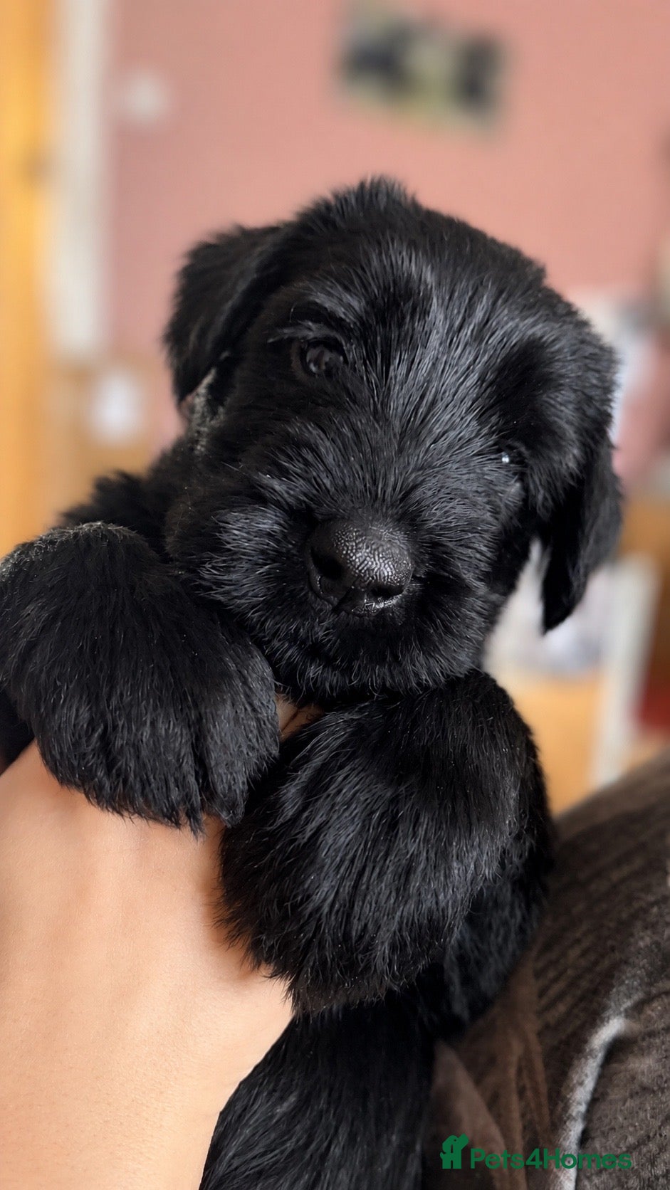 Giant Schnauzer dogs 2 girls available  - Advert 1