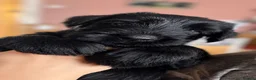 Giant Schnauzer dogs for sale: 2 girls available  - Advert 1
