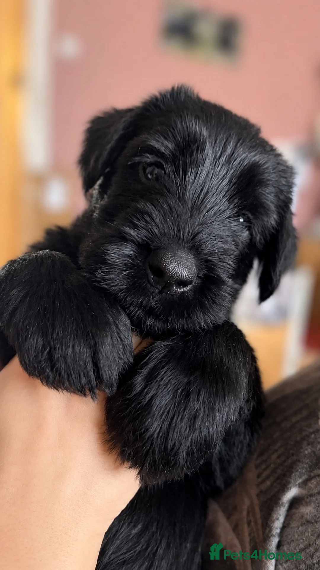Giant Schnauzer dogs for sale: 2 girls available  - Advert 1