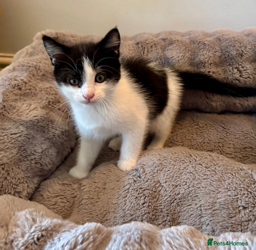Mixed Breed cats for sale: White and tabby/white and black kittens - Image 12