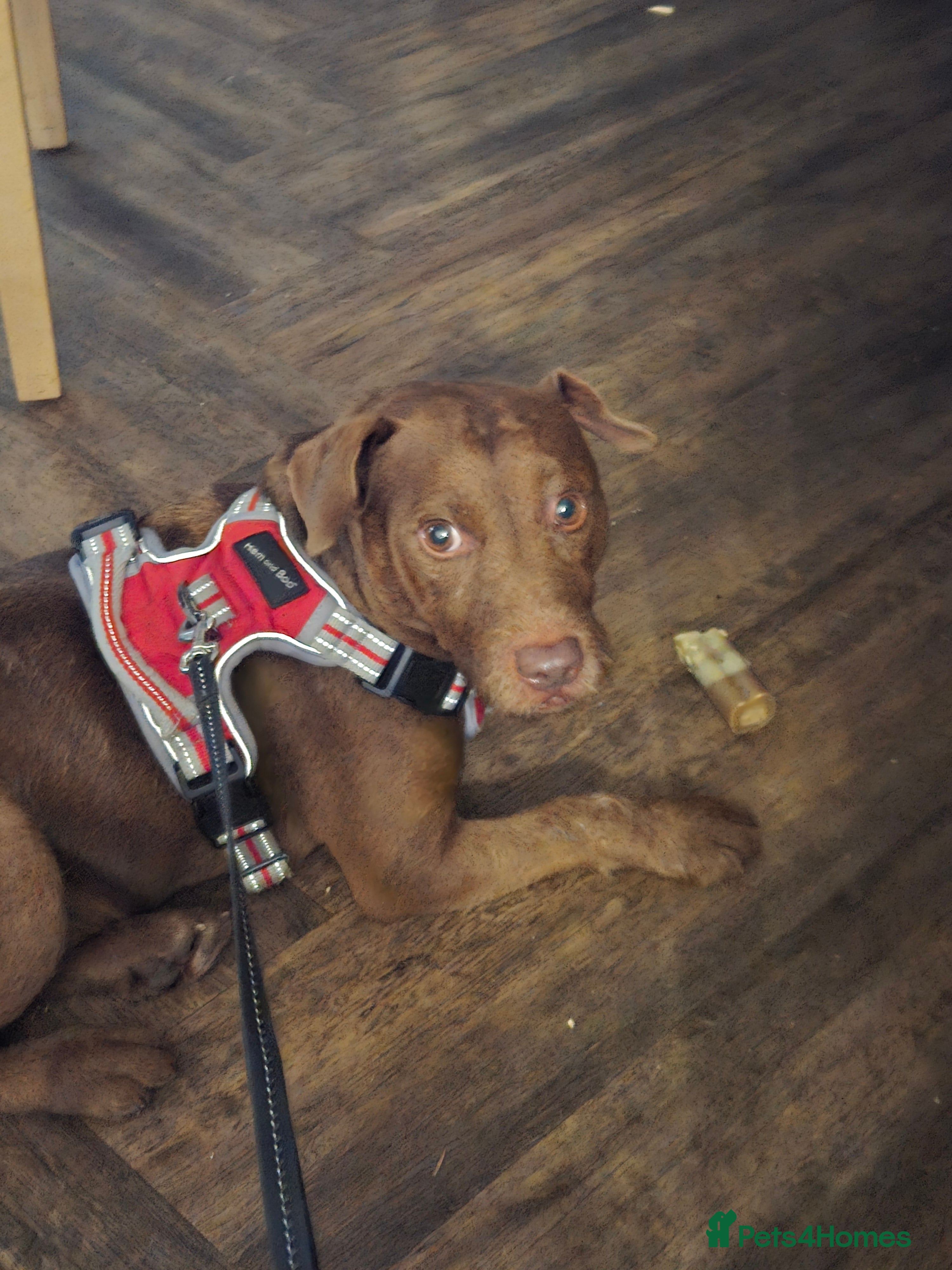 Patterdale Terrier dogs Looking to stud - Advert 2