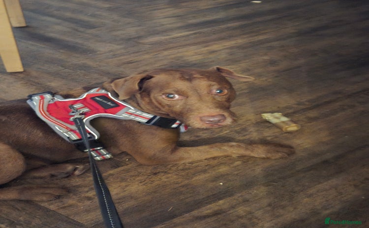 Patterdale Terrier dogs Looking to stud - Advert 1