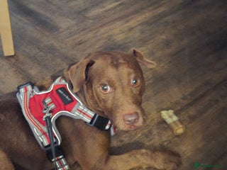 Patterdale Terrier dogs for stud: Looking to stud - Advert 1