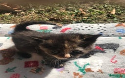 Persian cats for sale: 8 British short hair x Persian kittens  - Image 6