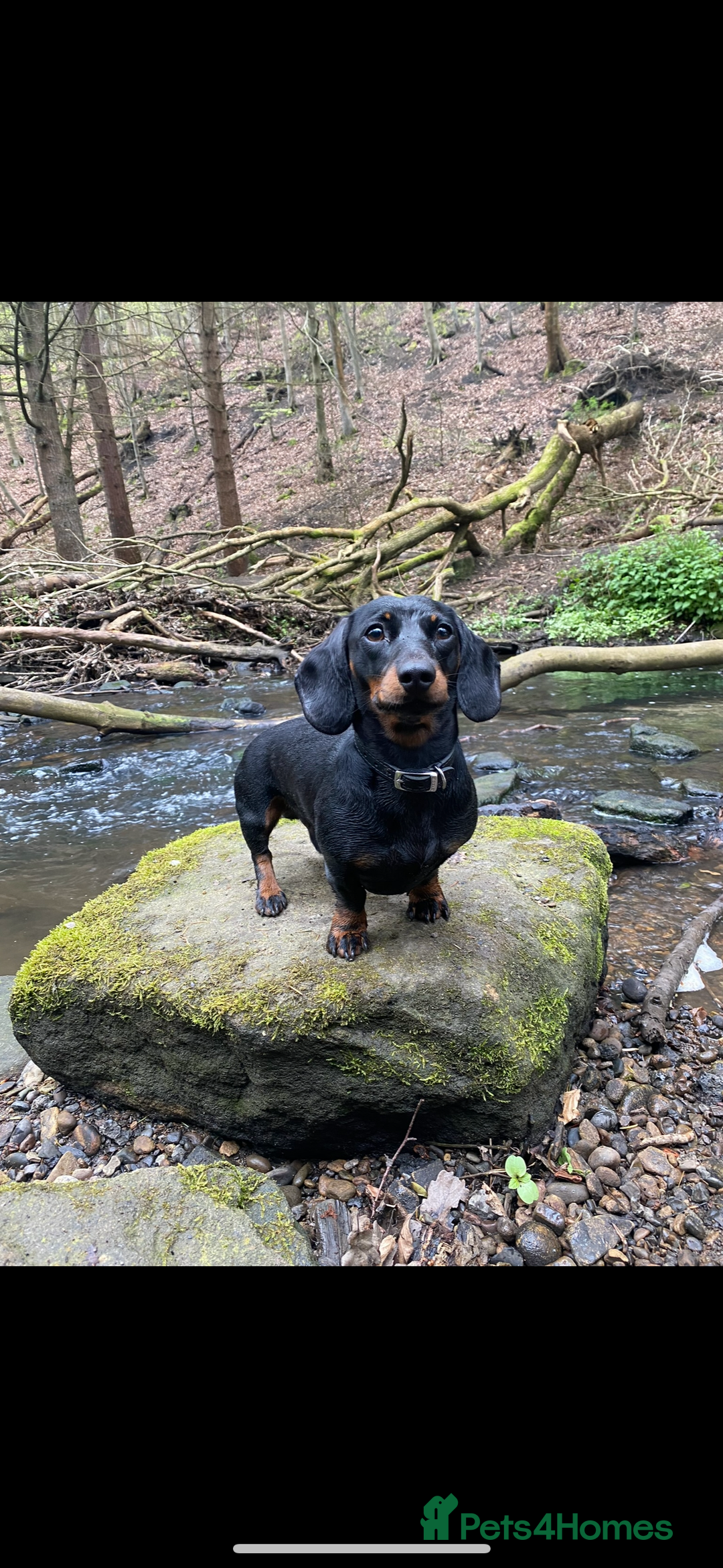 Miniature Dachshund dogs for stud: Proven Stud Black & Tan Miniature Dachshund Stud in Durham - Advert 11