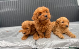 Cockapoo dogs for sale: Beautiful f1 cockapoos ready now - Image 16