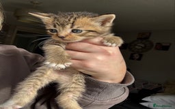 Mixed Breed cats for sale: Beautiful cross mixed breed bengal/tabby kittens  - Image 9