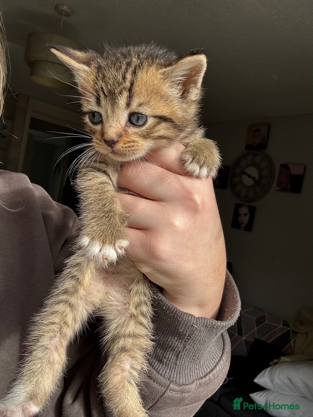 Mixed Breed cats for sale: Beautiful cross mixed breed bengal/tabby kittens  - Image 9