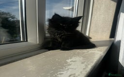 Maine Coon cats for sale: 1 BLACK SMOKE BOY 1 TORTIE GIRL MAINE COON KITTENS - Image 21
