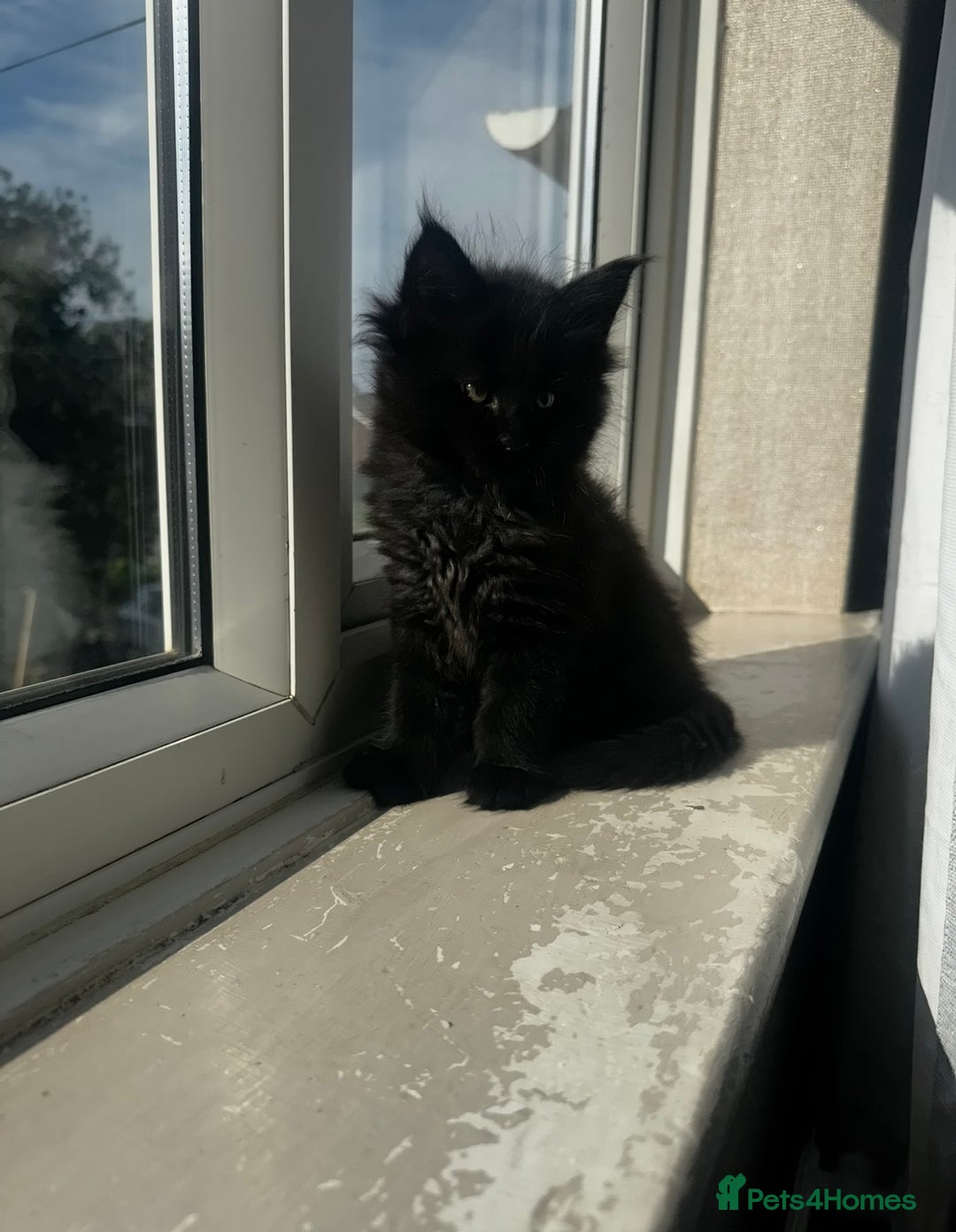 Maine Coon cats for sale: 1 BLACK SMOKE BOY 1 TORTIE GIRL MAINE COON KITTENS - Image 21