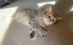 Persian cats for sale: 7 x beautiful persian kittens ready Thursday 14/08 - Image 18