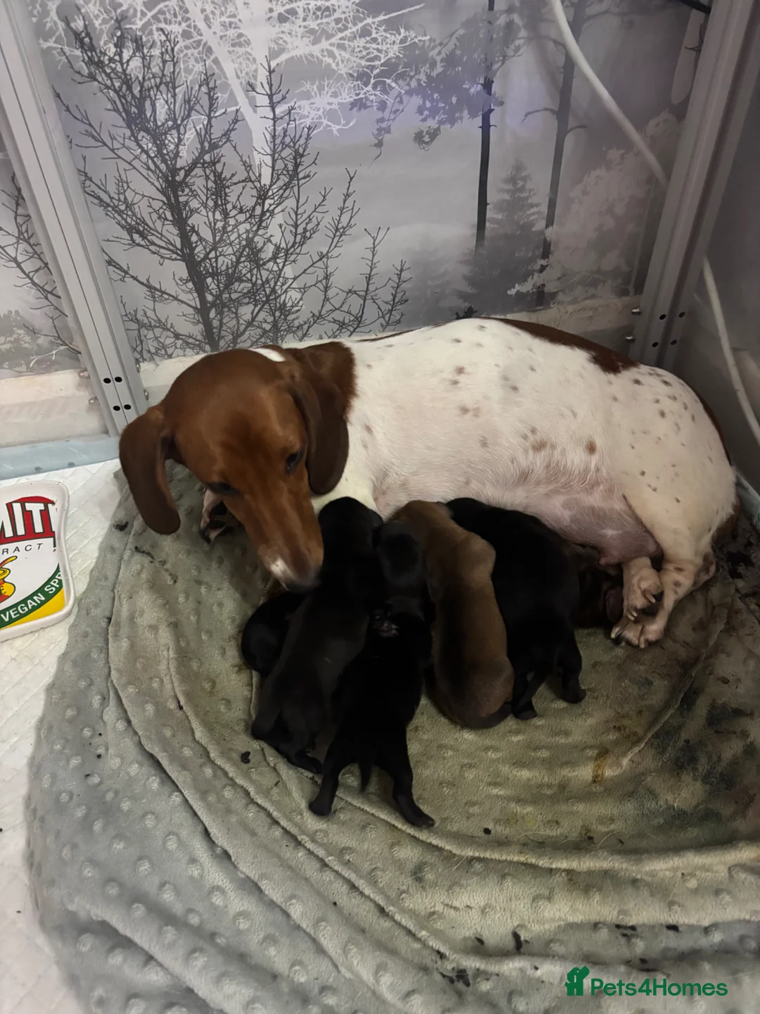 Miniature Dachshund dogs for sale: Miniature dachshund puppies for sale  - Advert 2