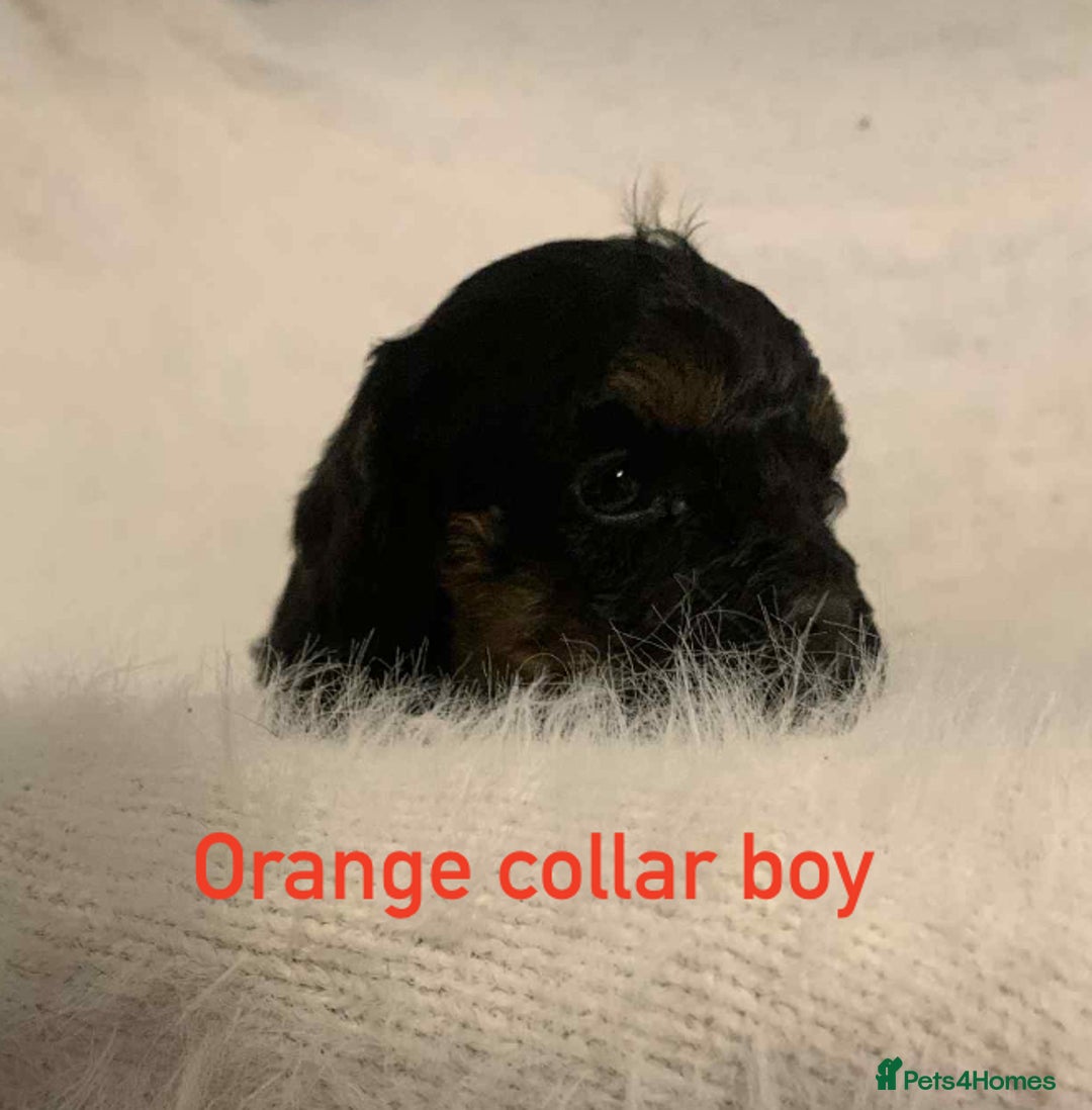 Cavachon dogs for sale: beautiful cavapoochon puppies  - Image 8