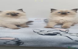 Ragdoll cats for sale: Ragdoll  Kittens  - Image 7