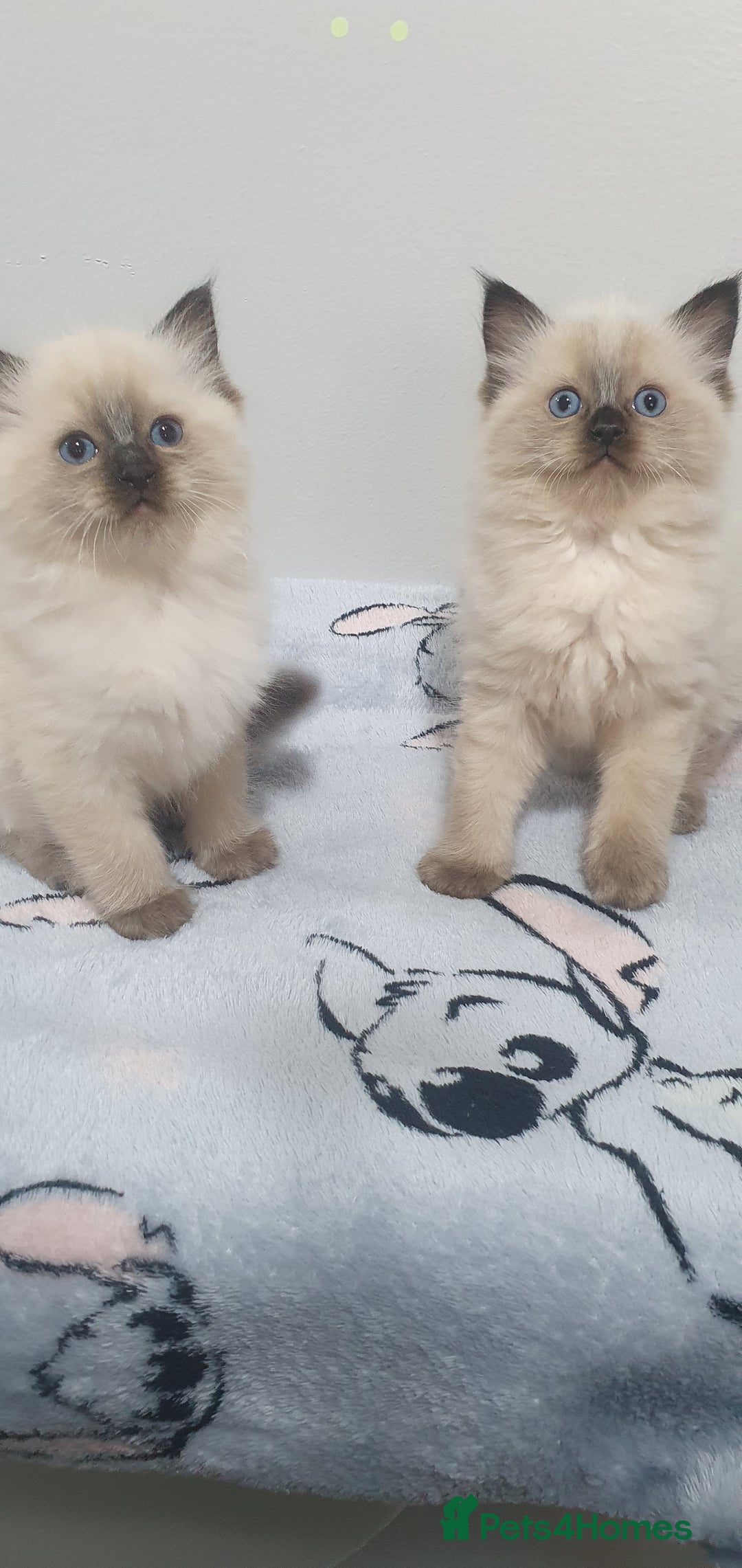 Ragdoll cats for sale: Ragdoll  Kittens  - Image 7