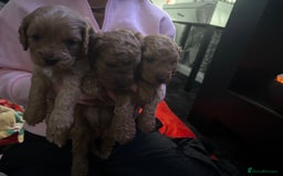 Cavapoo dogs for sale: Cavapoo - Advert 10