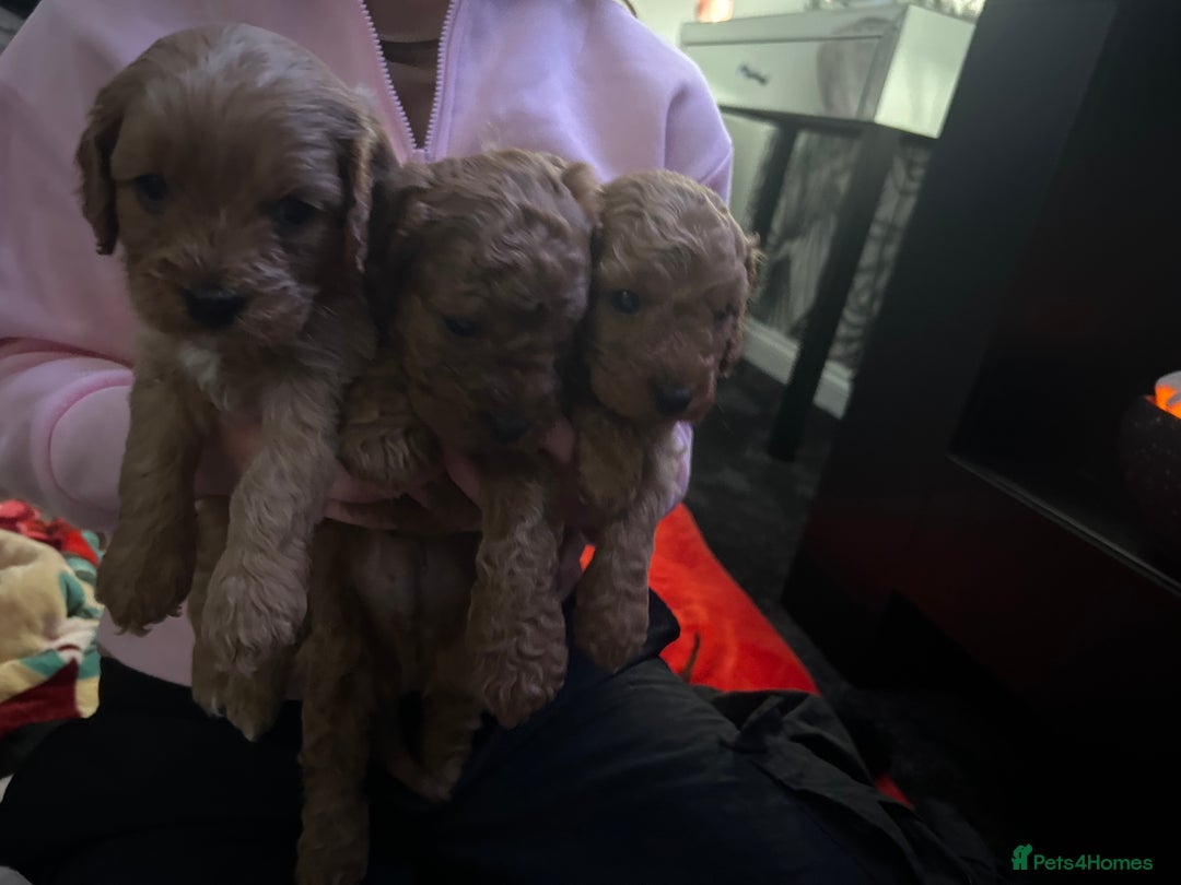 Cavapoo dogs for sale: Cavapoo - Advert 10