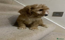 Cockapoo dogs for sale: F1 cockapoo PRA hereditary clear  - Image 11
