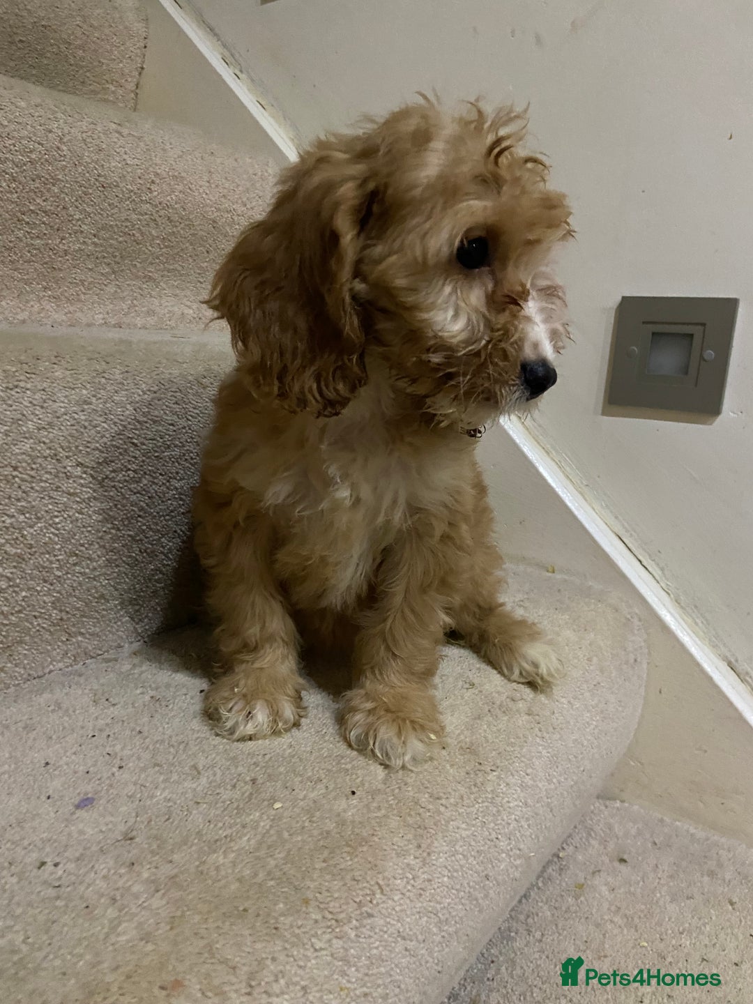 Cockapoo dogs for sale: F1 cockapoo PRA hereditary clear  - Image 11
